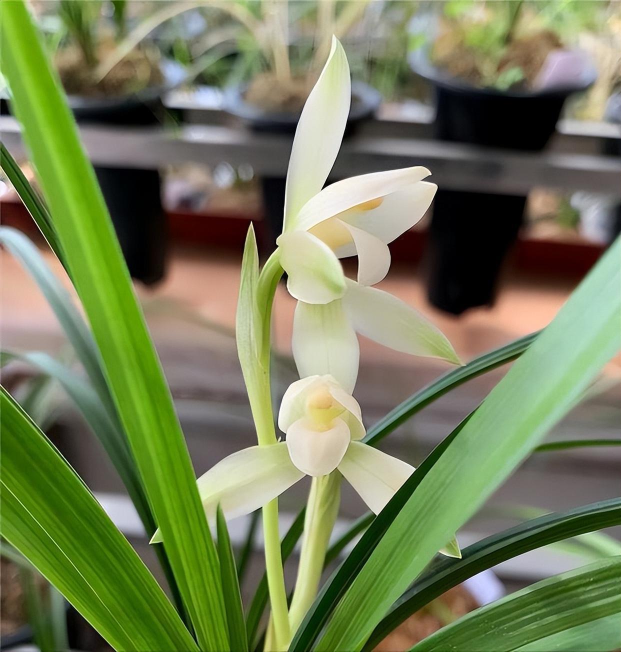 老花匠最爱的素心兰,花色雪白通透,花姿高洁清廉,值得收藏