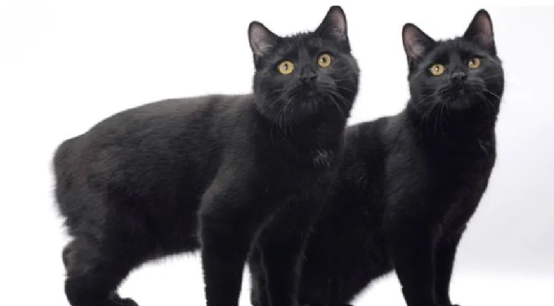 世界之大无奇不有,独特的无尾猫——马恩岛猫!