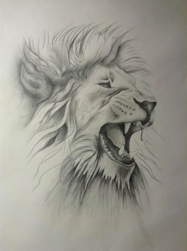 狮子的素描