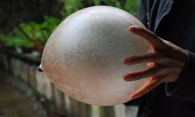 再精壮的汉子,吃了猪尿泡,万事皆简单