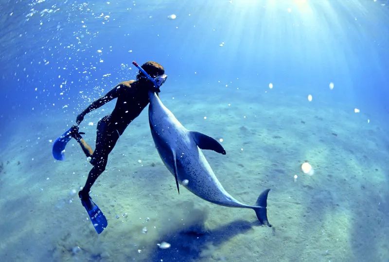 你知道海豚每年会侵犯多少人吗?海中泰迪,到底有多变态