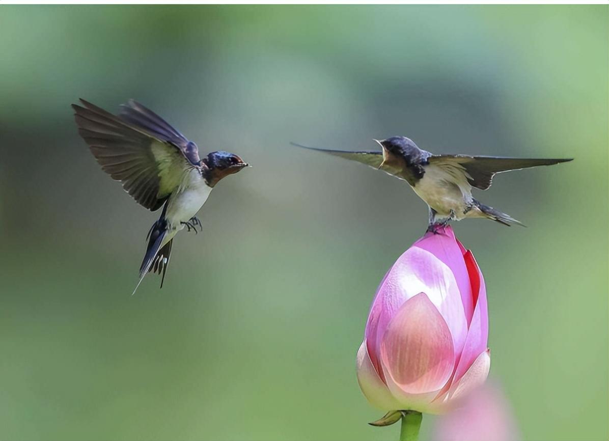 燕子每年迁徙南方过冬,传说中"南方"究竟在何处?一直误解至今