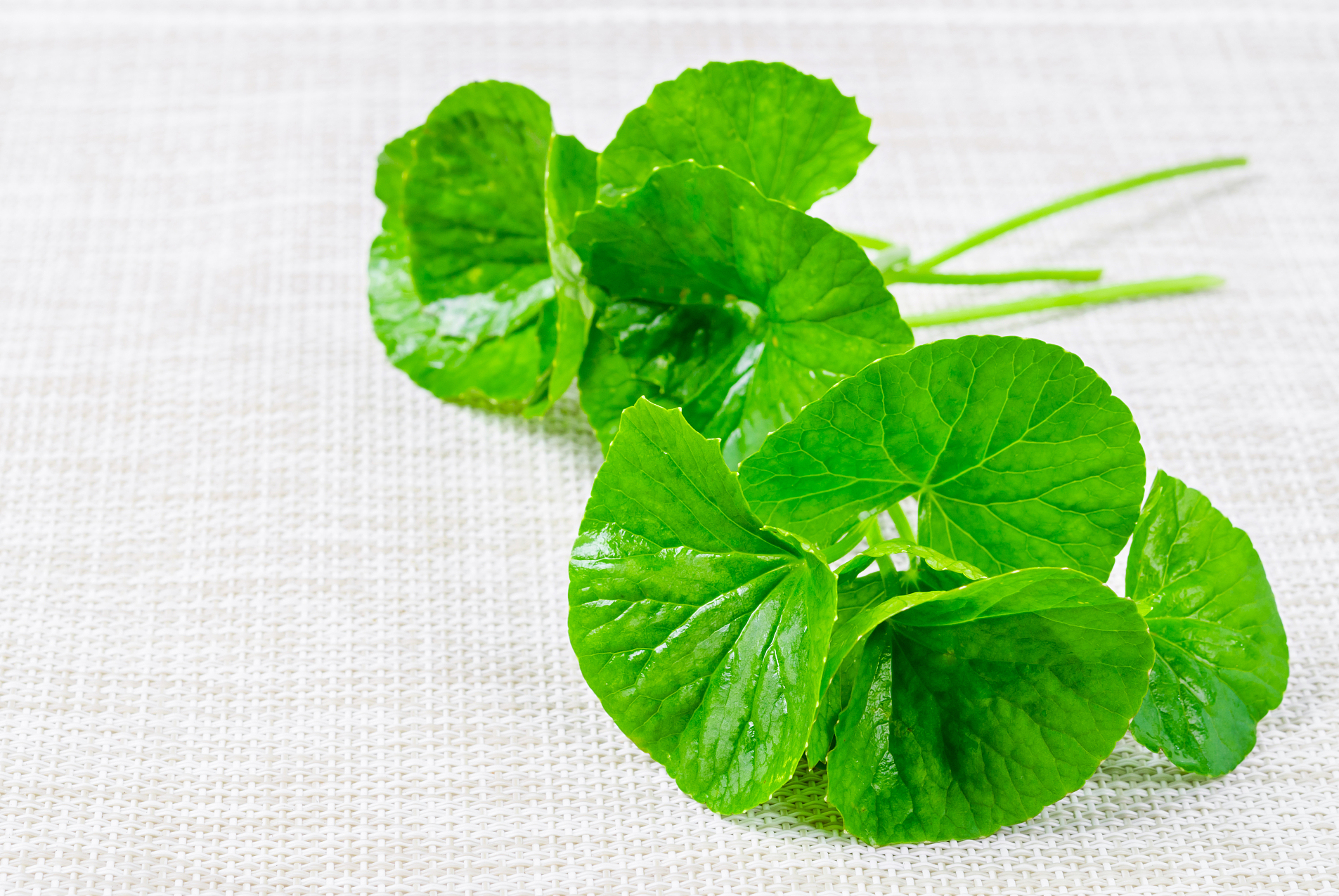 这草学名"积雪草",农村房前屋后常见,用途却不少,你了解吗?