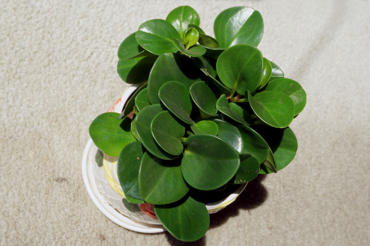 碧玉花的养殖方法和注意事项