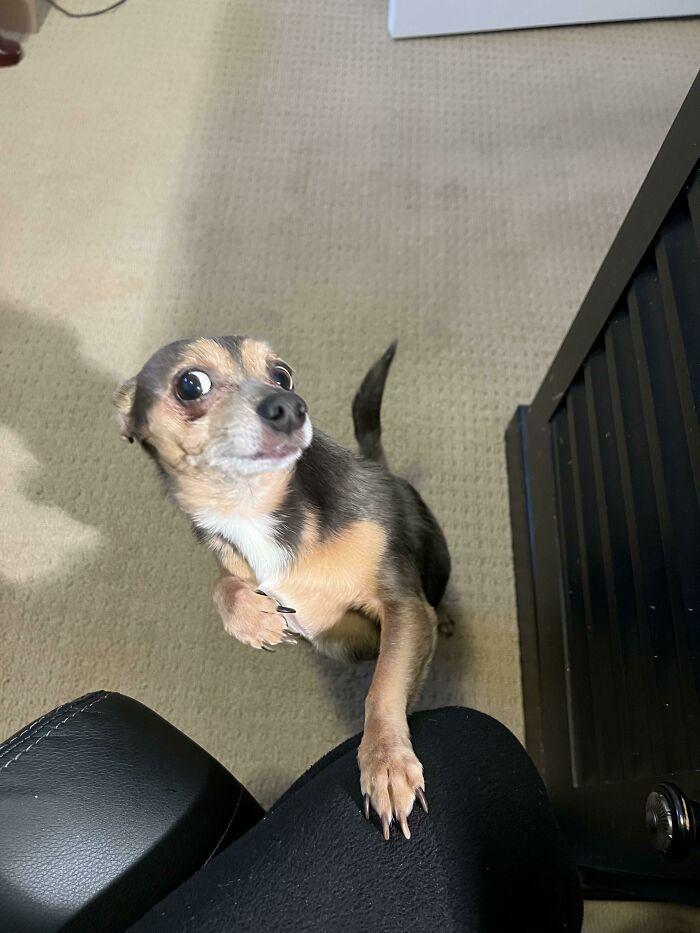 30只傻狗的搞笑瞬间,让你哭笑不得