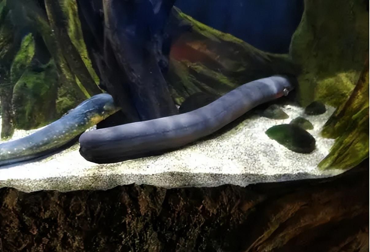 鳄鱼一口咬中电鳗被电到全身抽搐两者谁才是亚马逊终极杀手