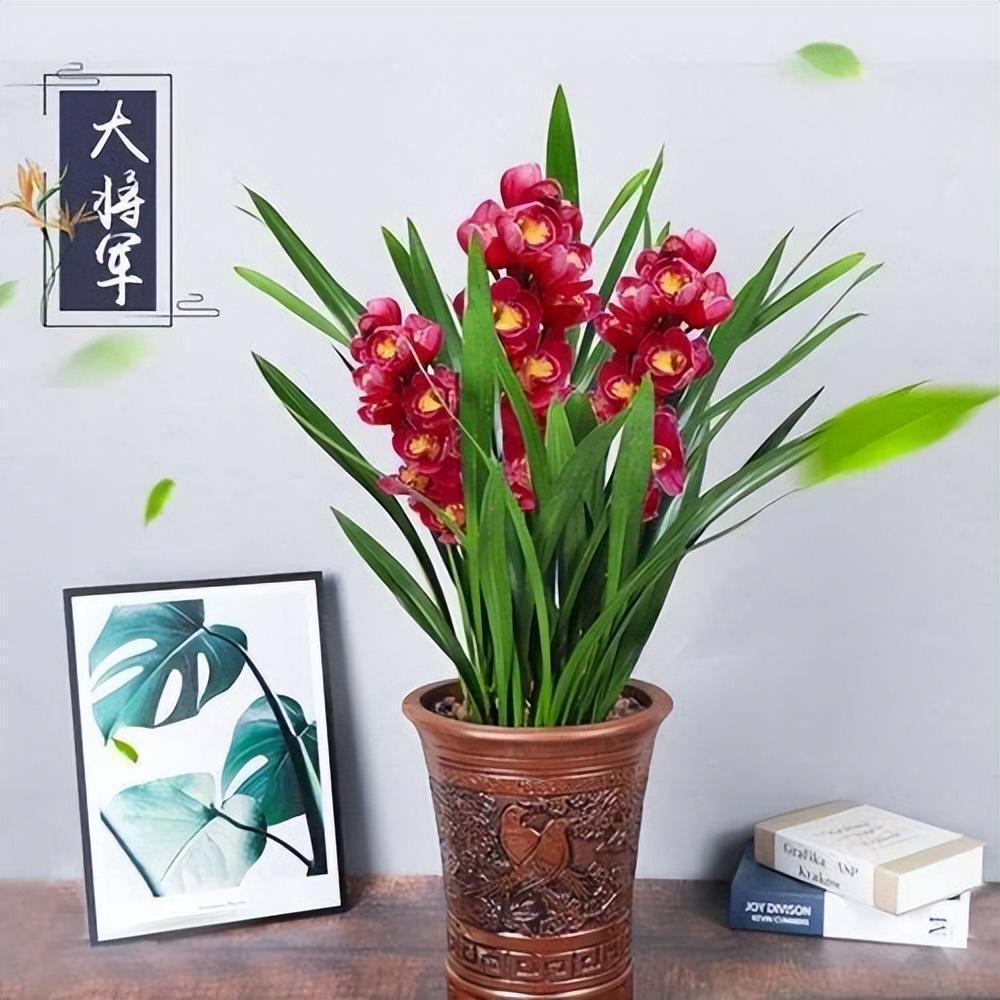 大将军兰花,花香怡人,花大色艳,带您了解一下