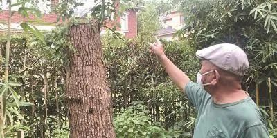 上海一市民修剪自己买的香樟树,罚款14.42万元?