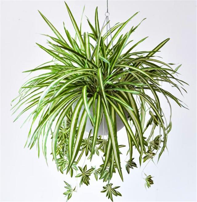 金边吊兰金边消失怎么办?冬天多做3件事,修长优雅,金边耀眼