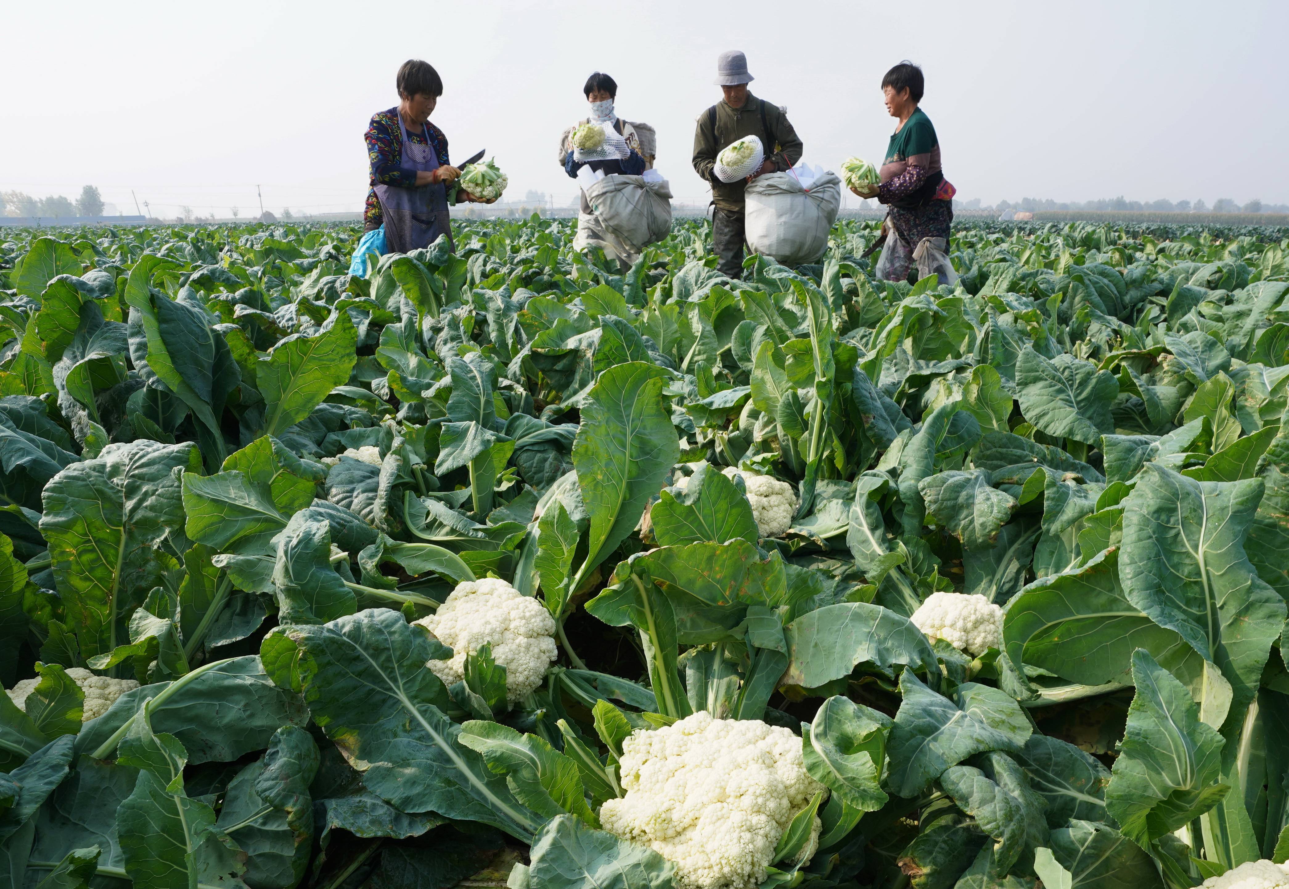 花菜的生长过程图片