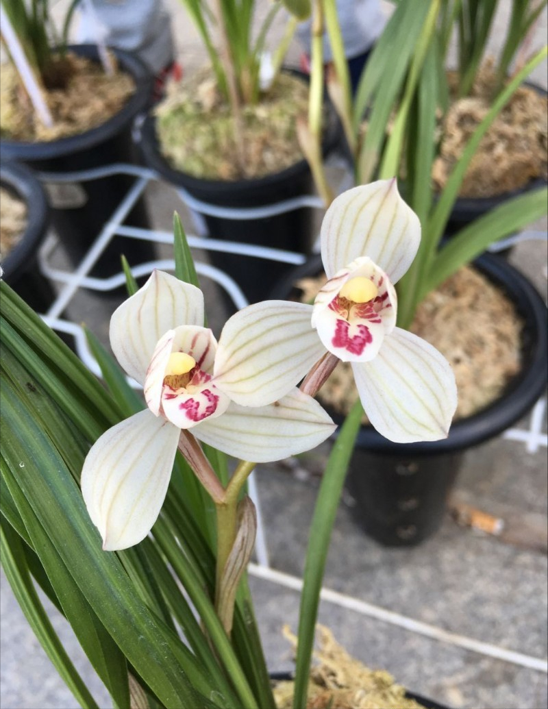 莲瓣兰名品双喜荷,花姿优雅,香味十足,价格实惠!值得入手