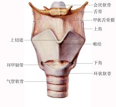 孩子喉咙"咕咕"响---喉软骨发育不良