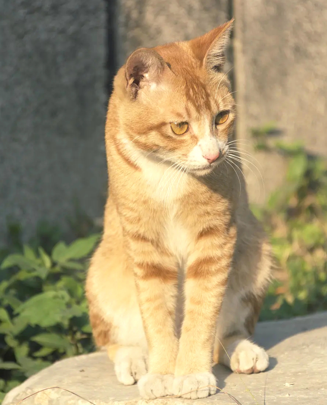 小黄猫是什么品种图片