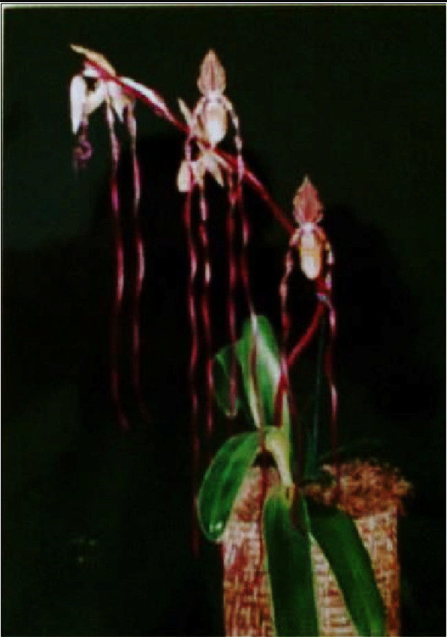 「名画赏析」著名画家杨发龙创作油画《吴诚真方丈》