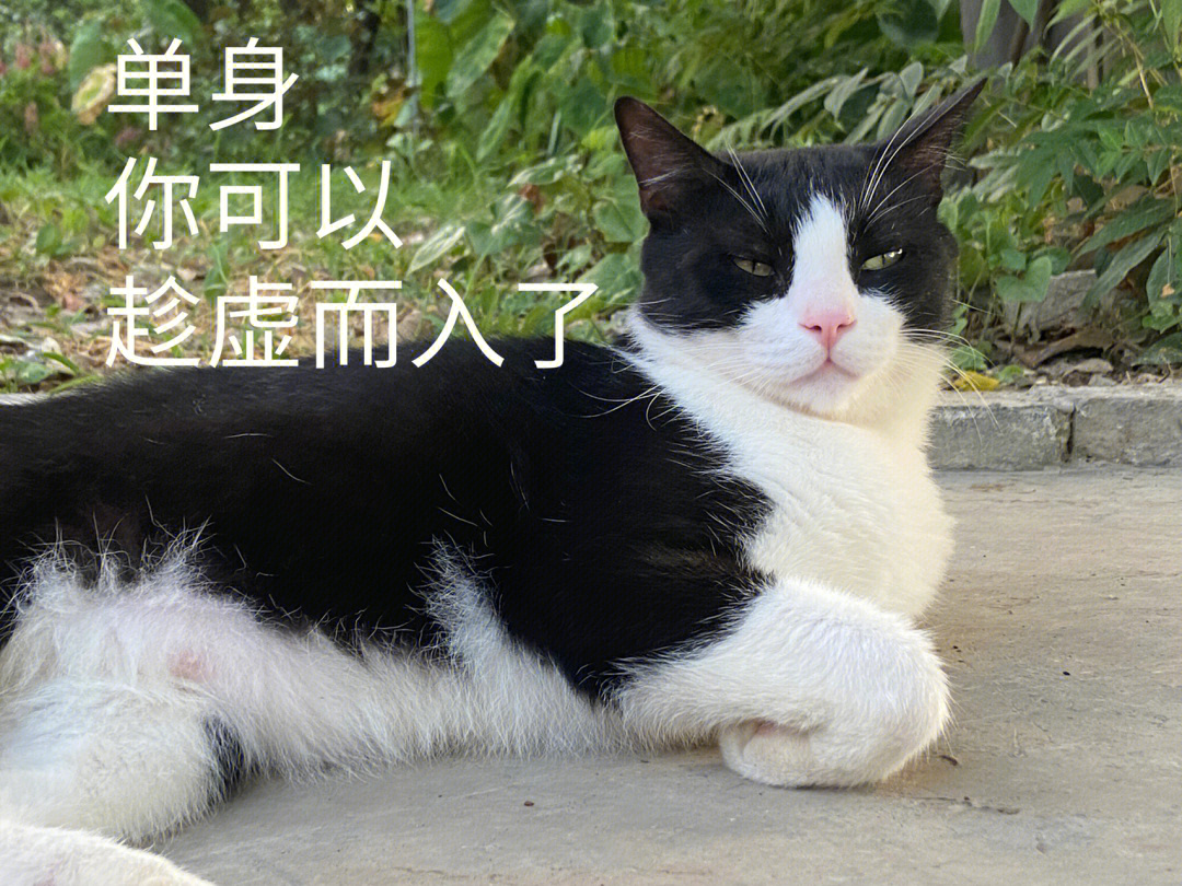 原来养"奶牛猫"有这6个好处,网友:养了就不想换猫了