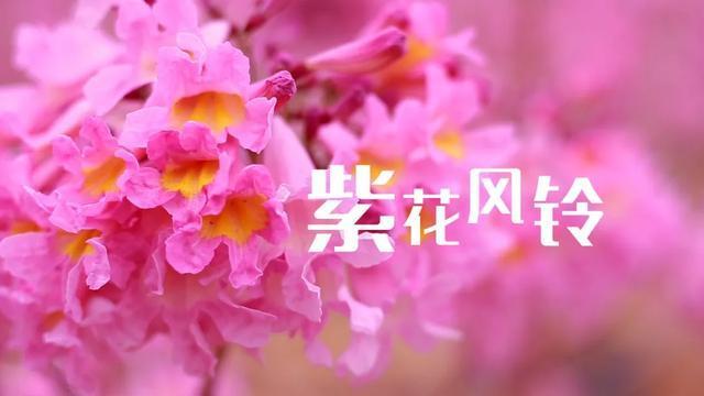 江门紫风铃花比去年提前了约20天,12月15日开园