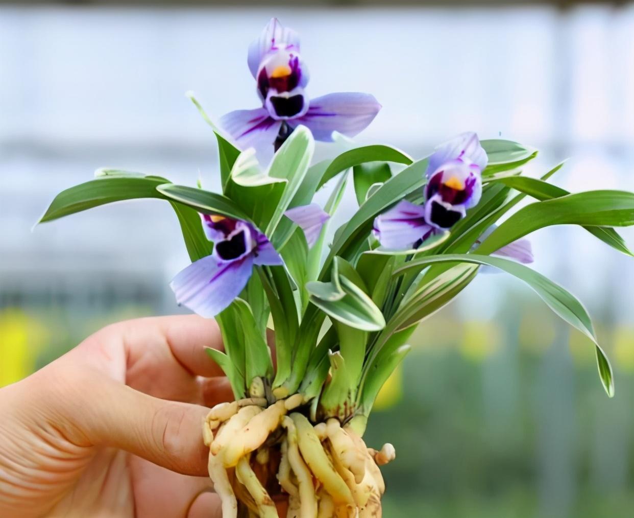 建兰新品"紫月荷",和香水一样好闻,又美又仙,别有一番滋味