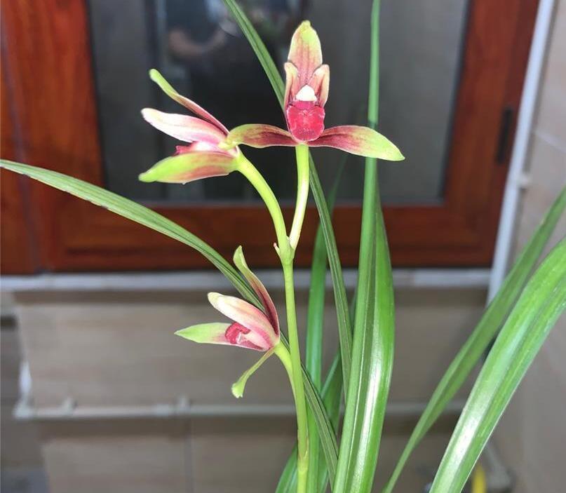 国兰"四大天王"之国魂,是建兰经典红素,花开后兰香浓郁