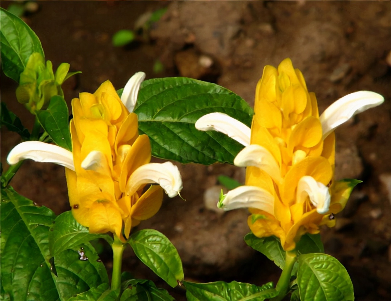 黄金塔花怎么养