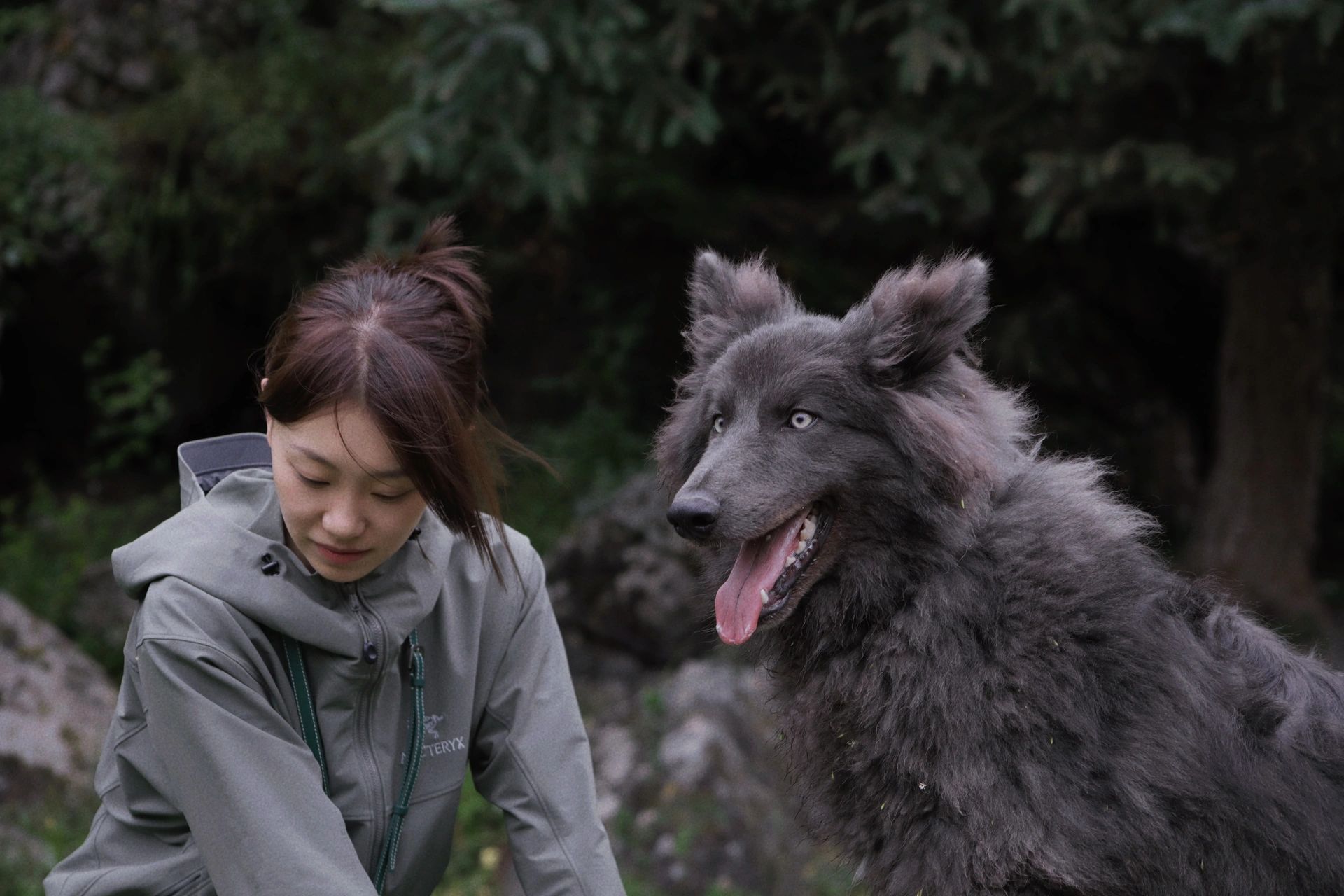 展示:国内唯一蓝湾牧羊犬男孩 godzilla七个月啦,目前体重66斤左右