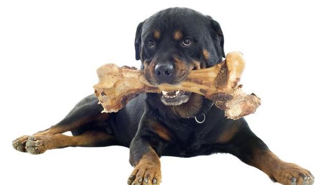狗狗啃骨头的秘密,哪怕骨头没肉也喜欢