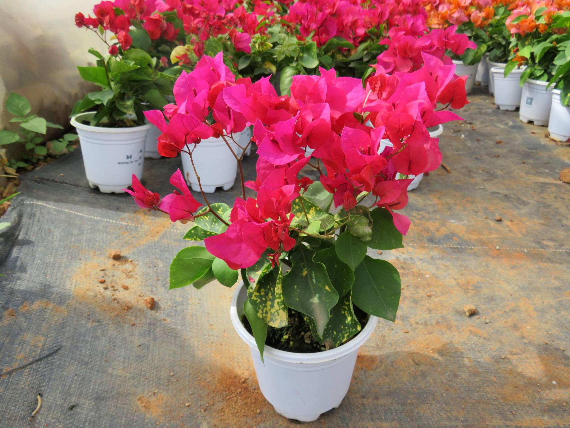 适合北方养的三角梅—绿叶玫红,颜值高,花期长,关键养护简单