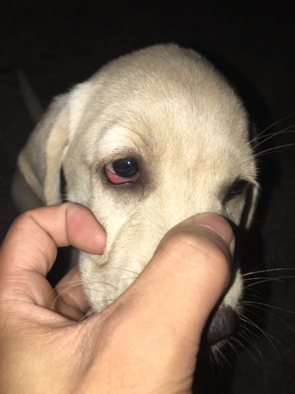 狗的眼睛红是怎么回事?是因为这几点,真的太可怕了