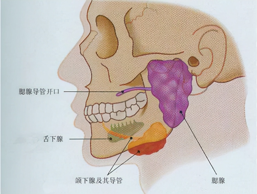 腮腺炎的位置图片