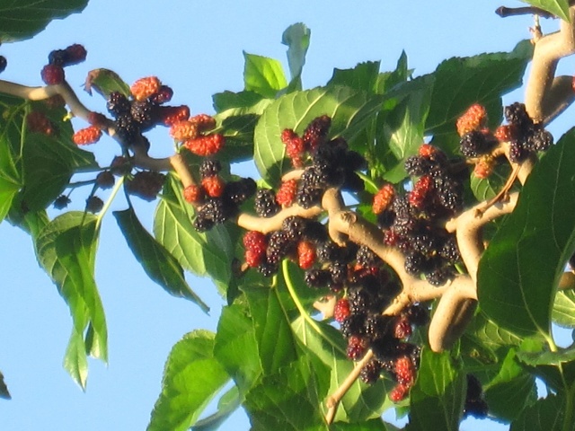 "院中不栽三树",指的是这3种树,还是有道理的,并非误导