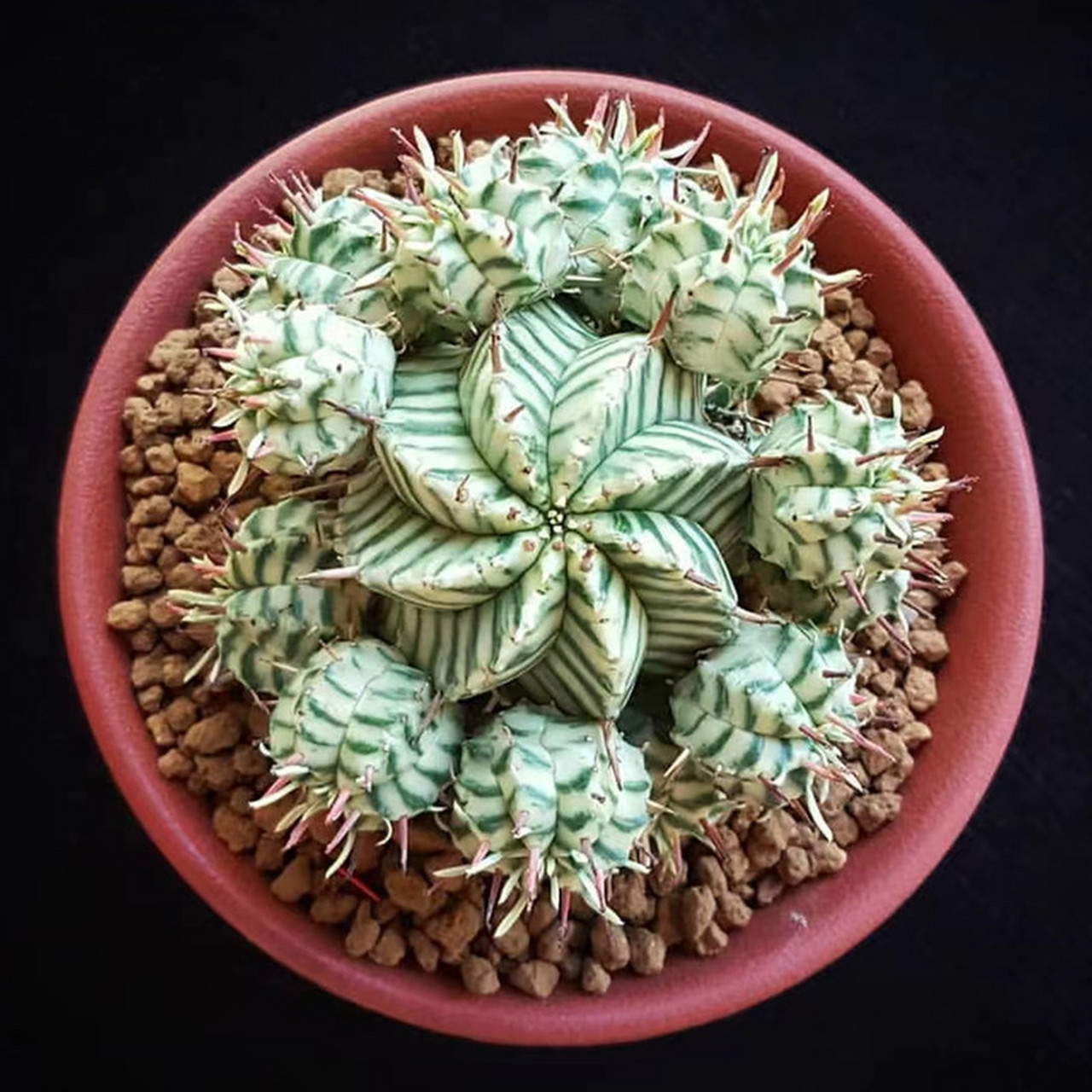 这些植物在形态和生长环境上都有很大的差异.[原文:球状植物有哪些?