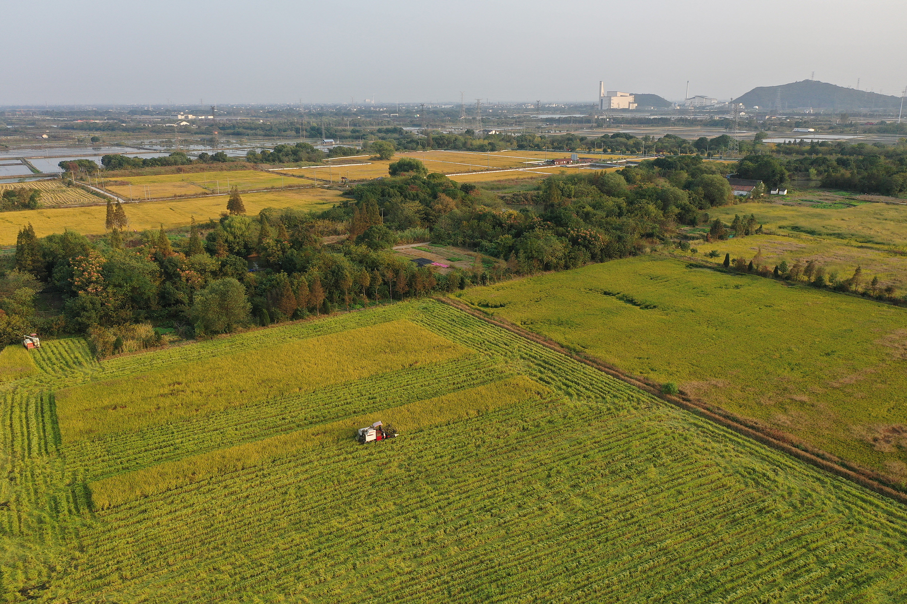 江南水乡稻收忙