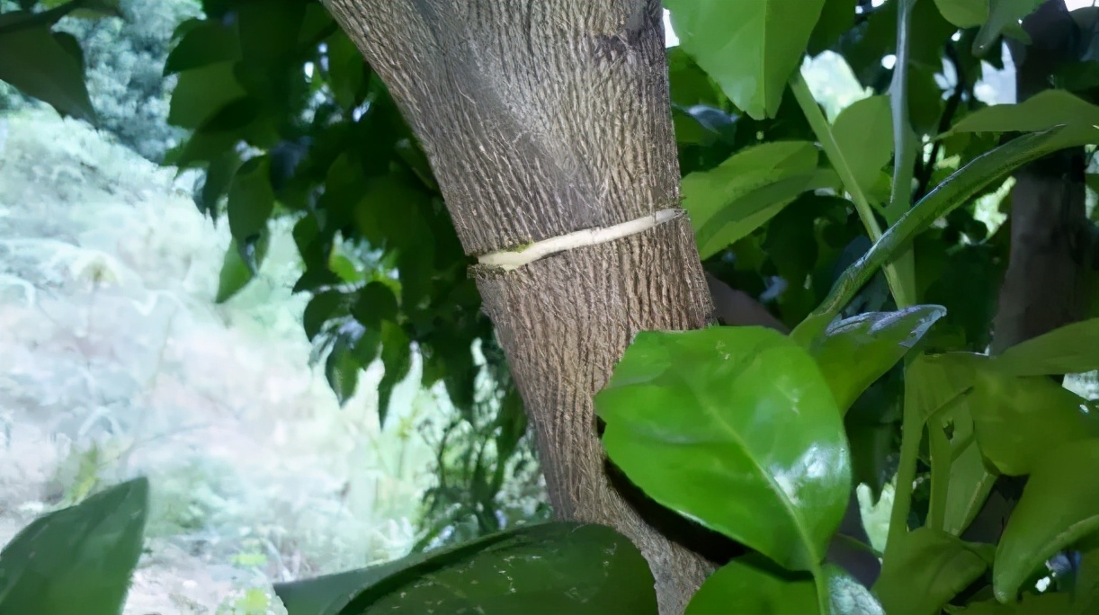 柑桔树苗批发基地