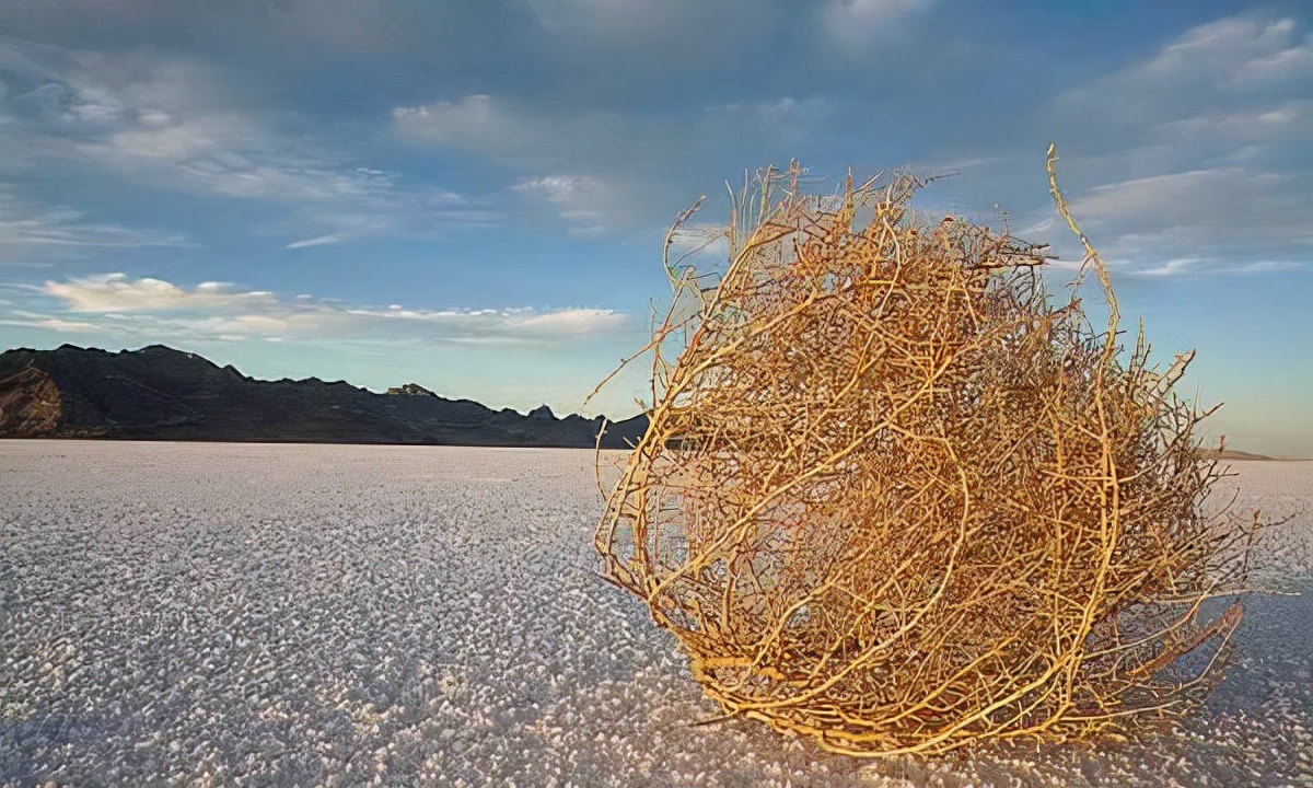 风滚草在美国泛滥成灾,入侵多条公路,为什么在我国却很难长大?