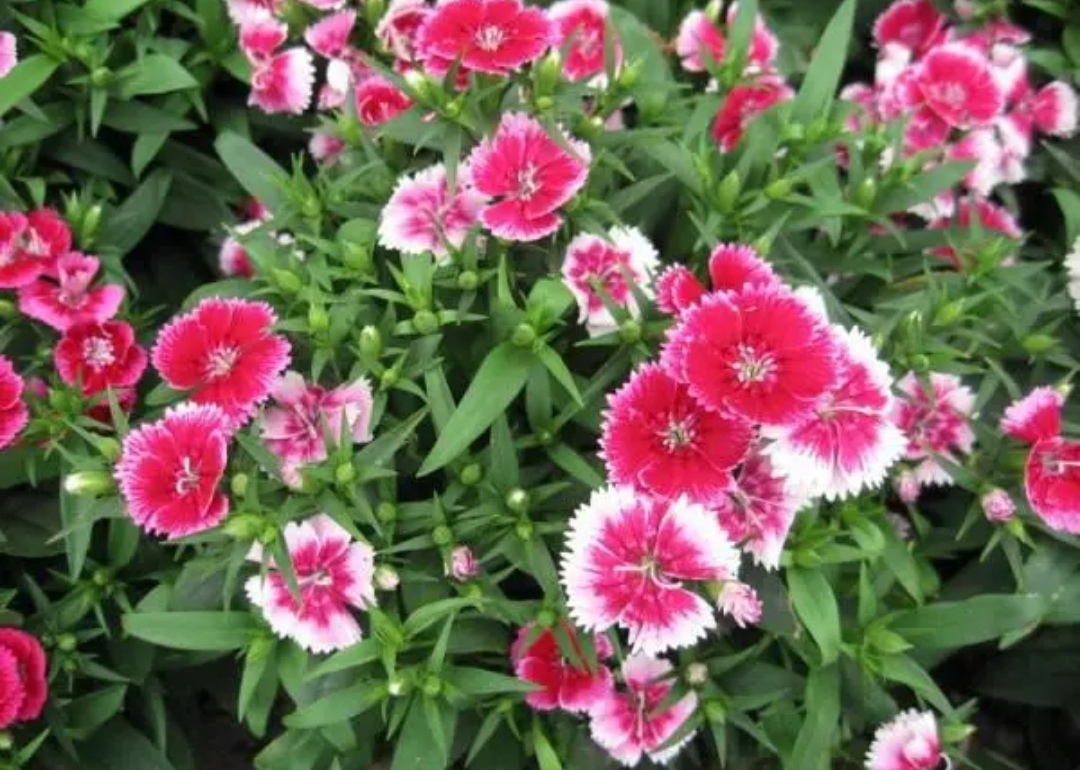 春天养上5种花开花一茬接一茬阳台变成小花园