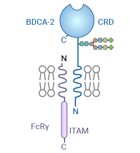 全球首个！新型BDCA2抗体偶联物有效抑制系统性红斑狼疮