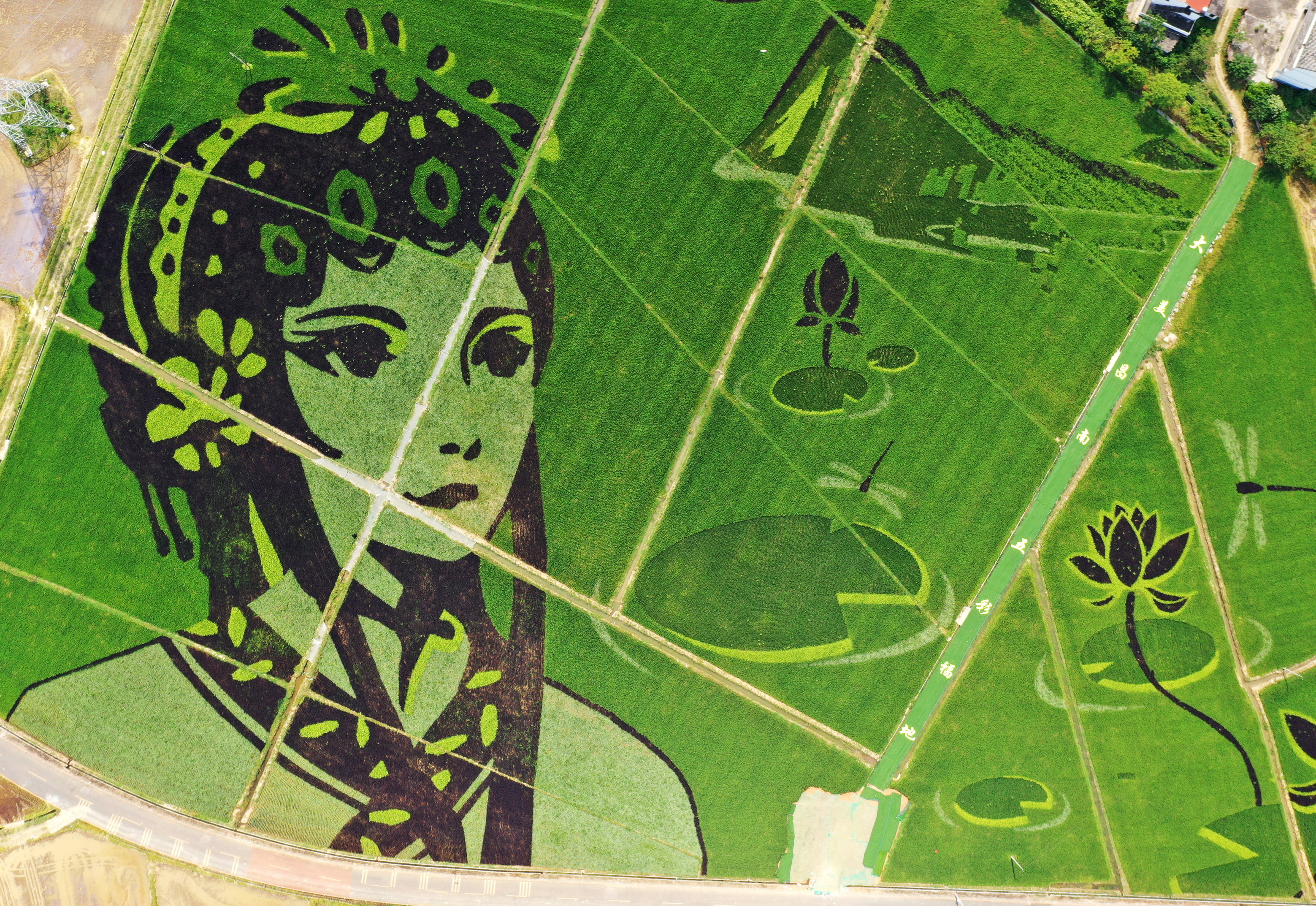 "彩色稻田画"扮靓美丽乡村