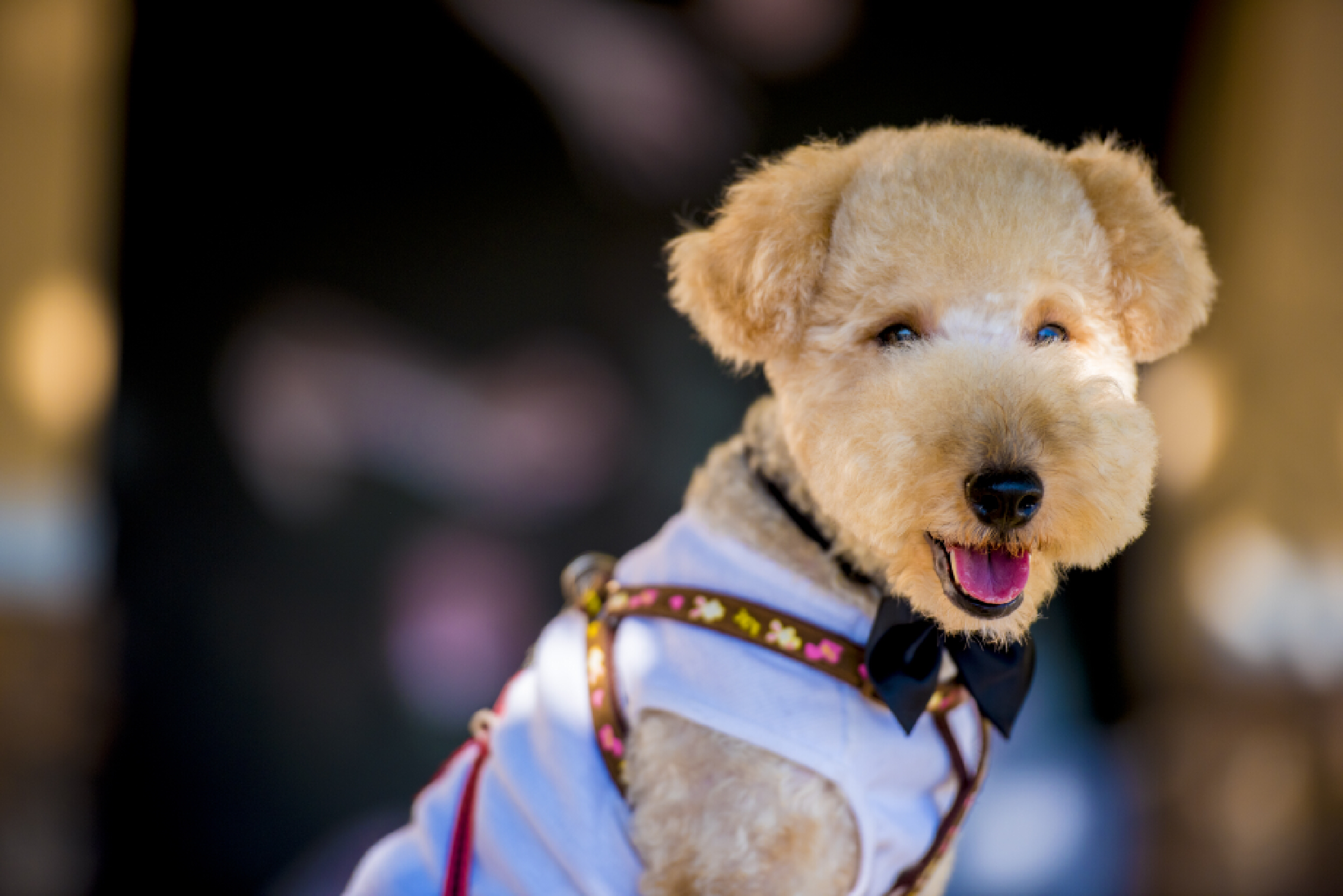 萌宠来袭之"汪汪大队",当下人们最喜欢的几种狗狗!