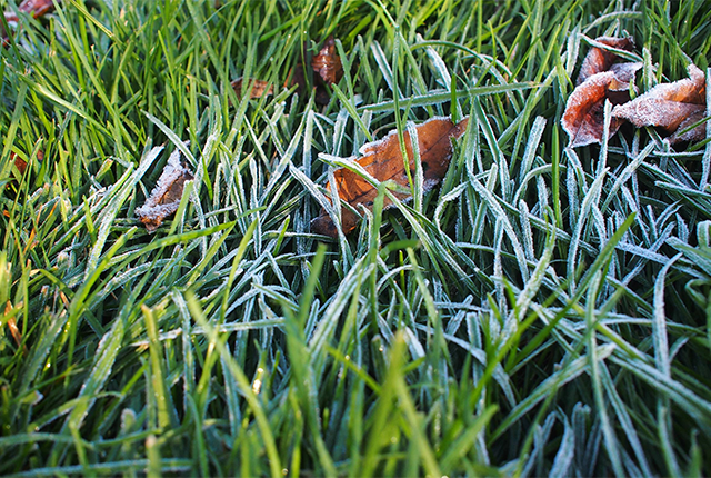 "霜降杀百草",入冬前最后一个节气,农田管理要注意这6件事