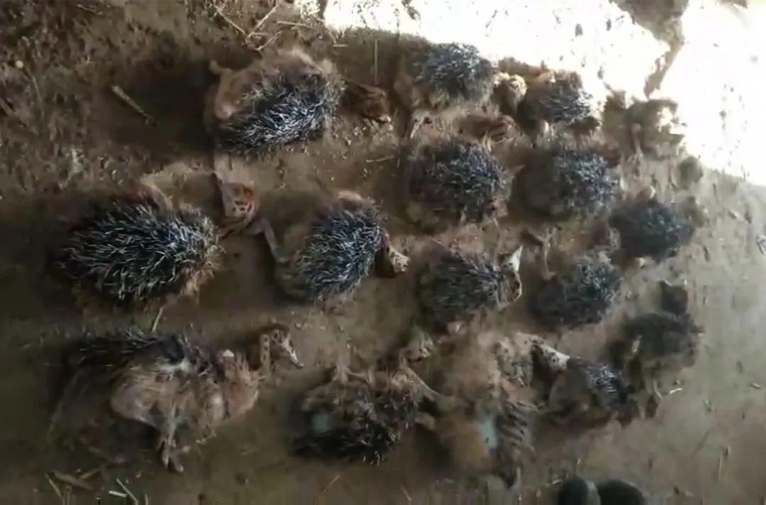 西吉一养殖户网购100只鸵鸟,几天后竟死了一半