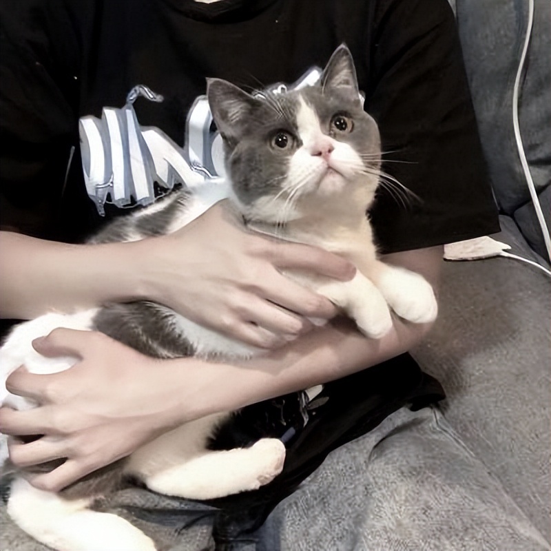 抱猫姿势不对,小心猫咪跟你急!一键get正确姿势