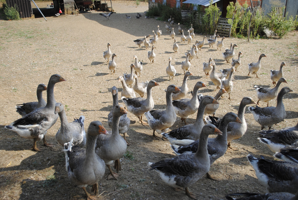 鹅互相啄毛是什么原因?鹅老是啄毛是怎么回事?