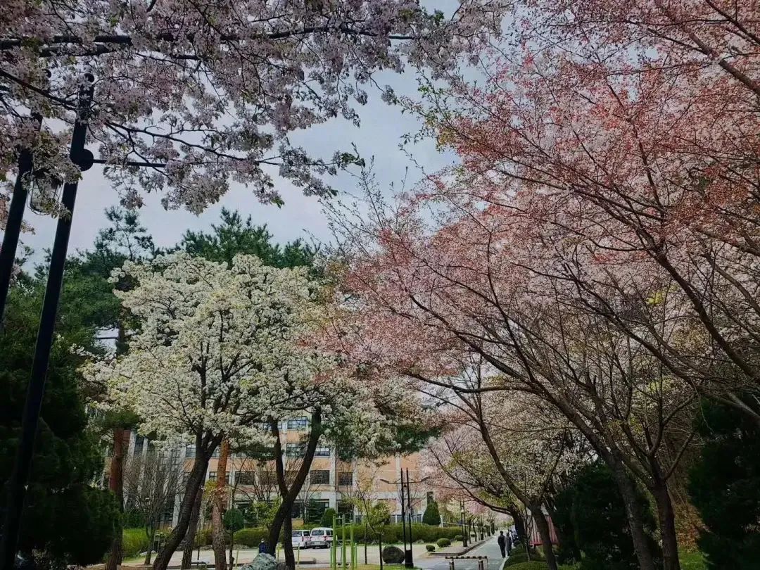 梦想开始的地方,相约韩国牧园大学