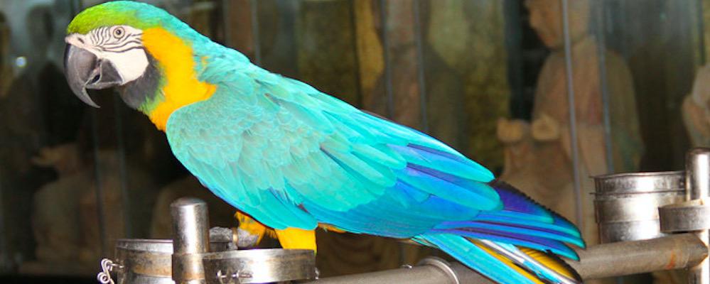 鹦鹉炸毛和蓬毛的区别是什么?