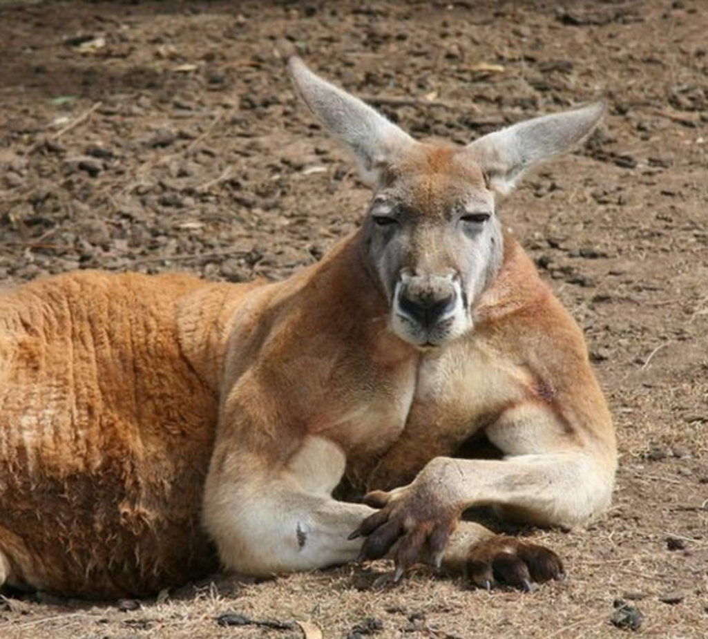 回顾:随时准备给人一电炮的袋鼠,战斗力有多猛?人类单挑能赢它吗?