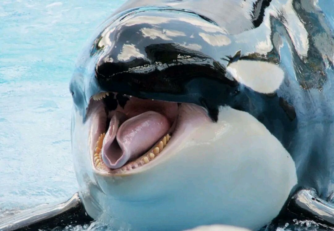 虎鲸:海中霸主虎鲸,调皮玩耍冲游客吐舌头!