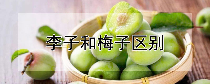 李子和梅子的区别