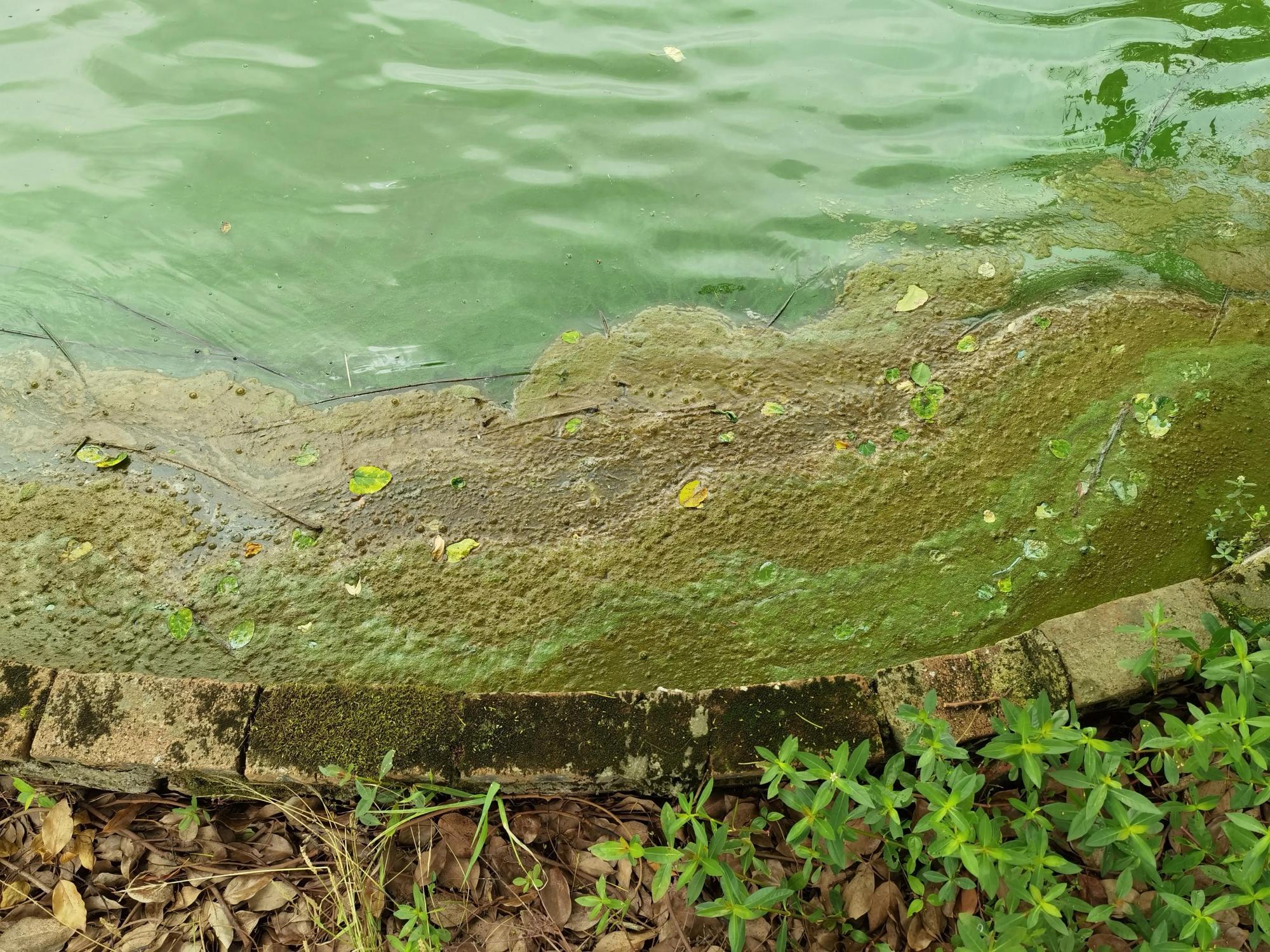 养殖鱼塘!这水质!鱼可以吃吗?钓鱼人路过差点呕吐!