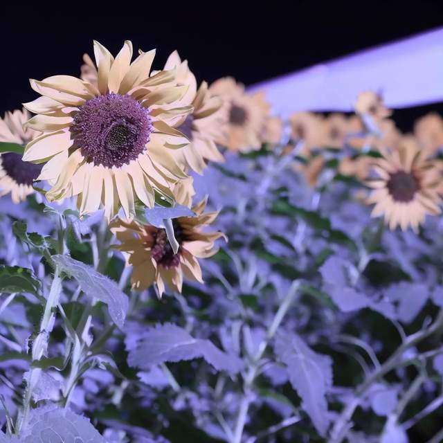 夜之花:紫阳花与向日葵的奇妙故事