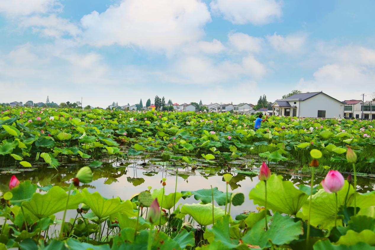 望城"荷花虾" :不一样的小龙虾