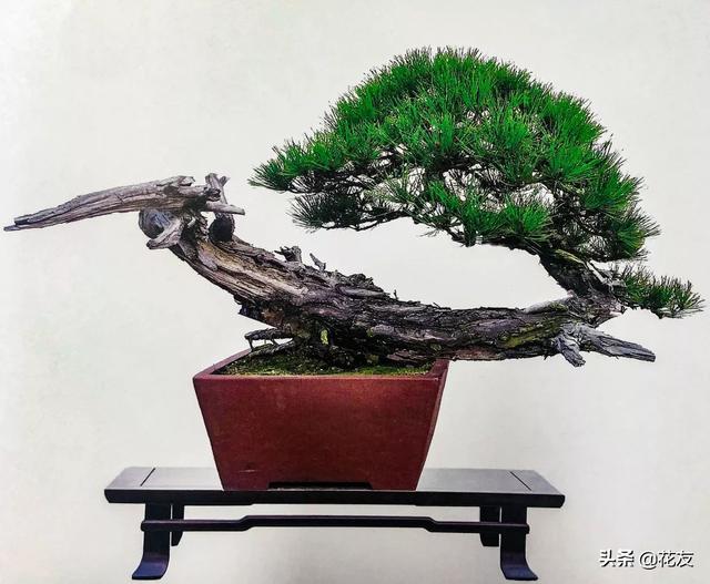 翠柏盆景的制作和养护方法